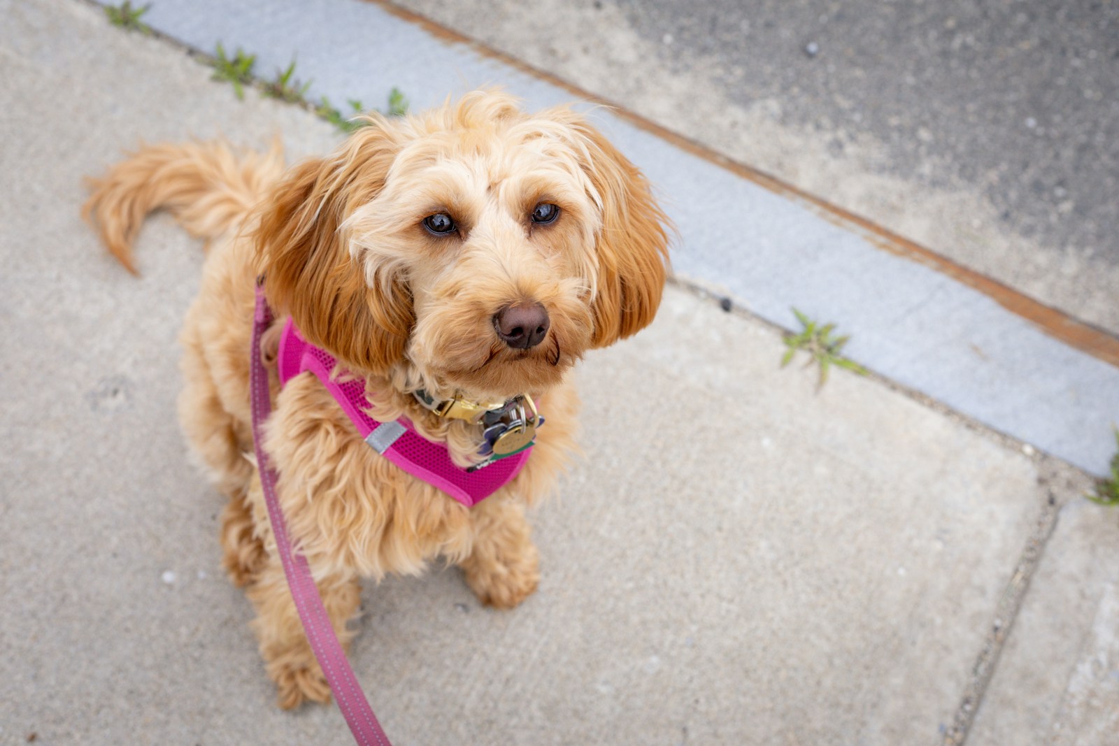 A small brown dog outdoors wearing a pink harness and leash